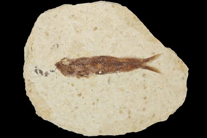 Fossil Fish (Knightia) With Floating Frame Case #181669